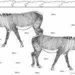 Ausmalbilder für Zebra